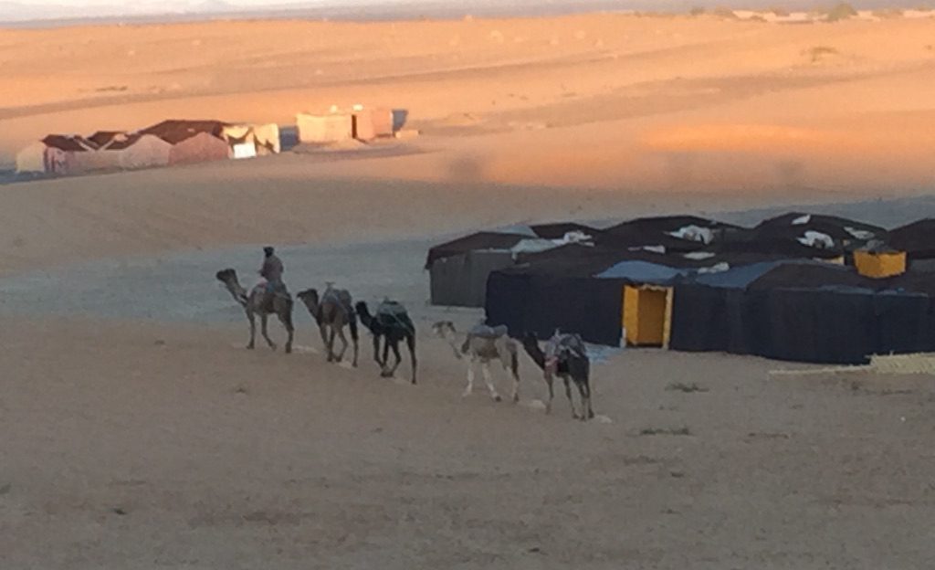 Camels walk next to tents in the Sahara desert