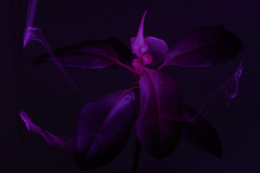 Purple plants