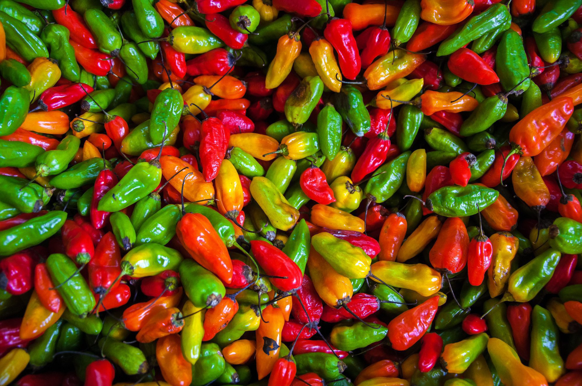 Colourful chili peppers