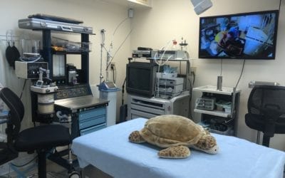 Falling in Love at Florida’s Turtle Hospital