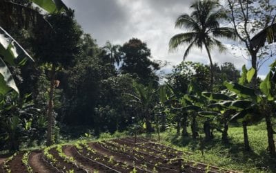 Volunteering With World Kitchen on a Farm in Puerto Rico