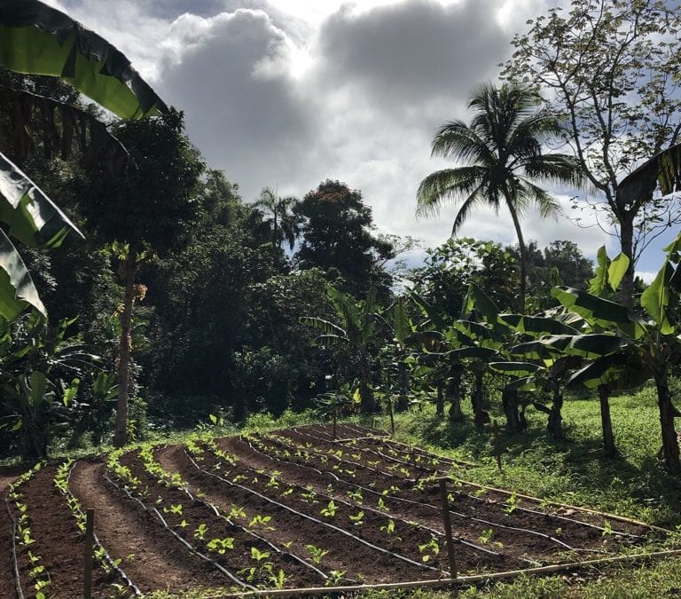 Volunteering With World Kitchen on a Farm in Puerto Rico
