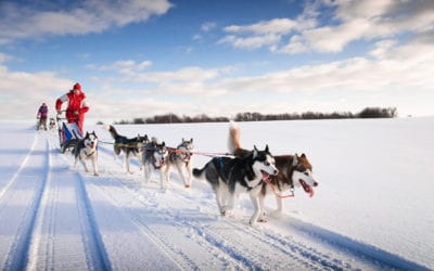Photo of fun on the road with a dog sled team