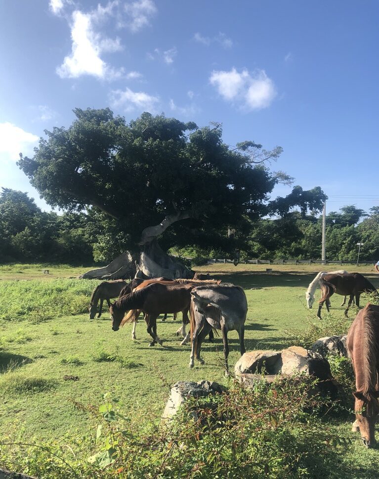 Horses gather at the 375-year old Ceiba Tree