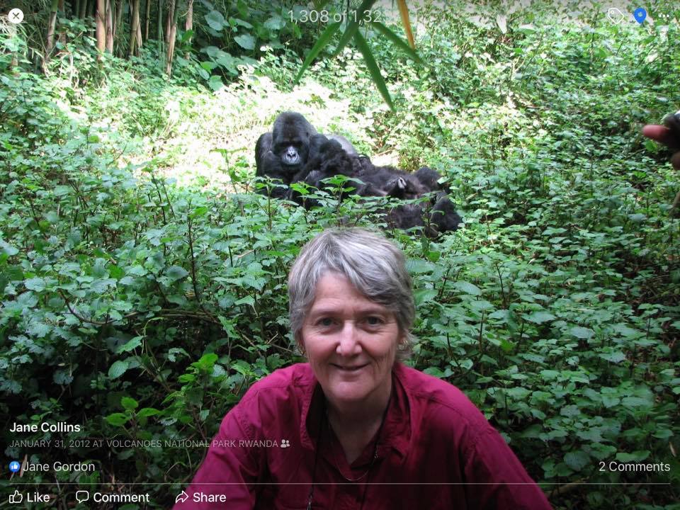 Jane C. with the gorilla family she had the unique experience of observing in Rwanda