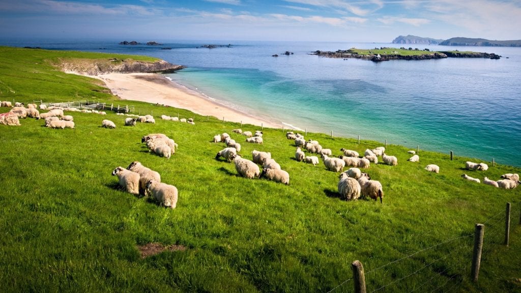 sheep grazing in ireland 