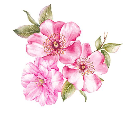 Watercolour illustration of cherry blossoms