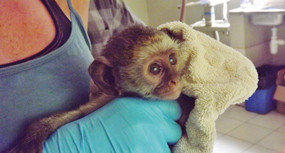 Orphaned monkey being cared for
