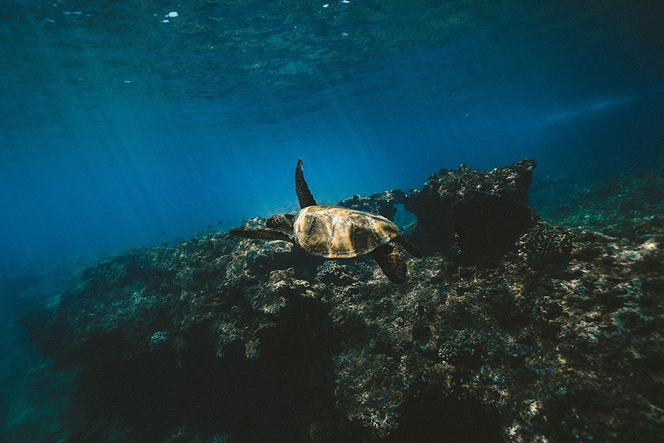 Turtle swimming around a coral reef