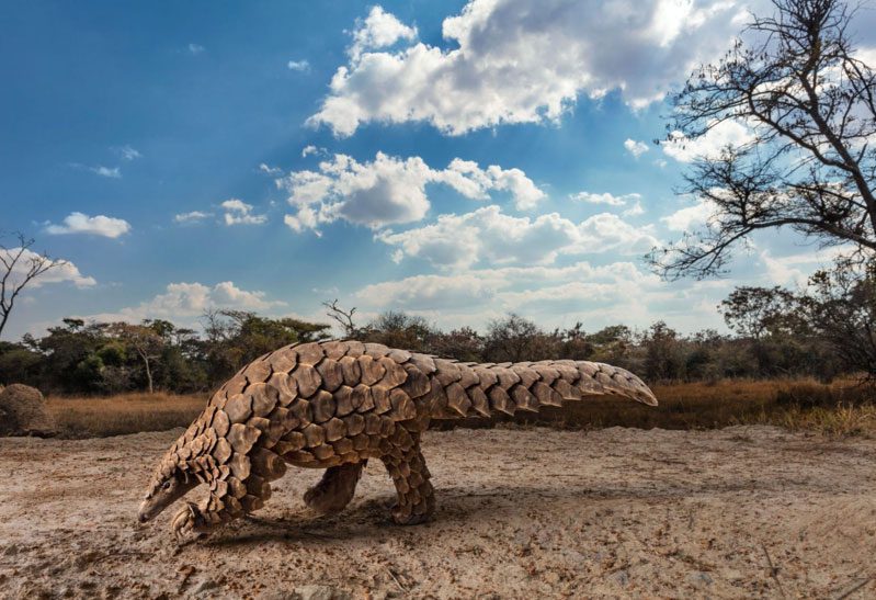 A scaly pangolin walking around