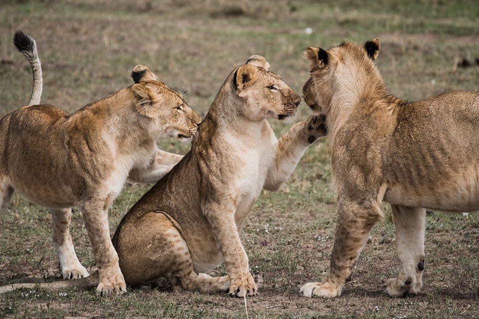 Group of lionesses on the plains