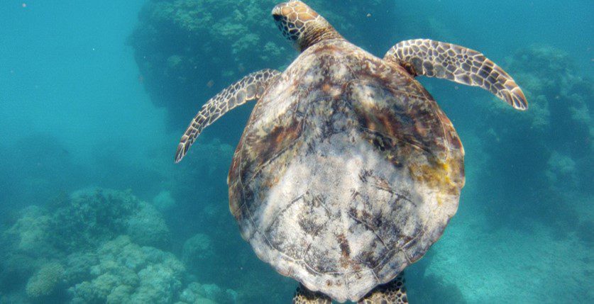 Sea turtles in Costa Rica