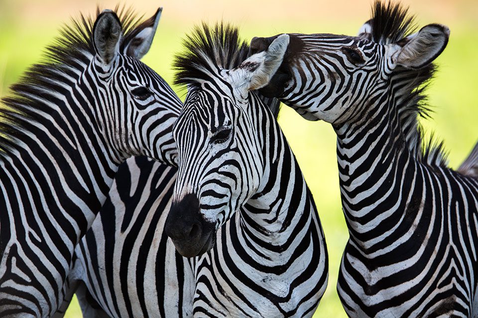Zebra's showing each other affection in Zambia