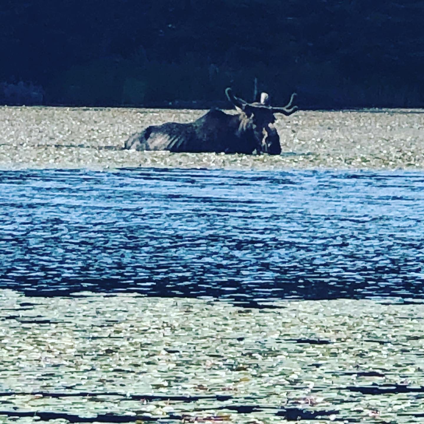 Moose in the lake, Arowhon Pines