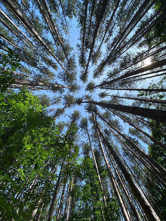 View of trees and sky from below 