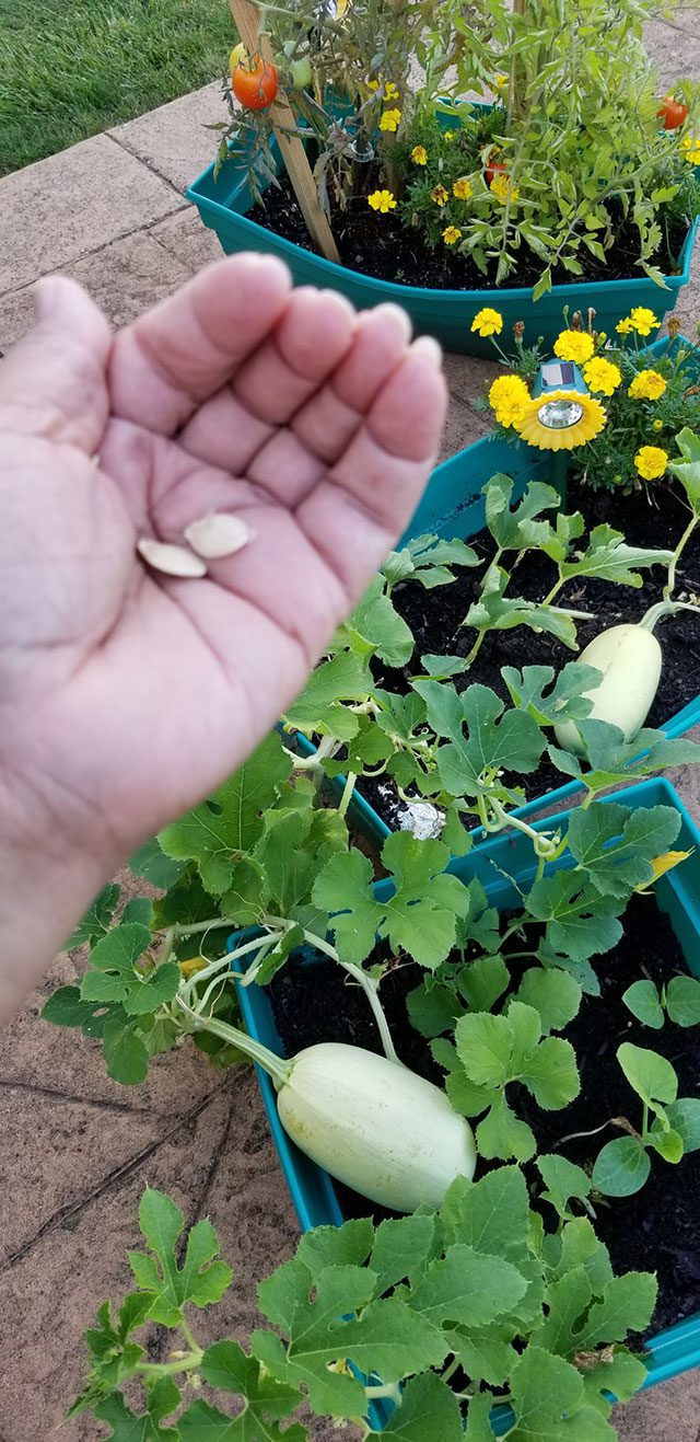 Saving seeds and yielding squash