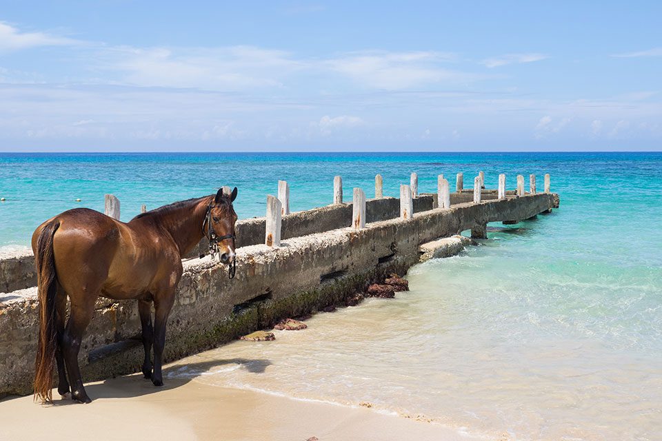 Horse stands in the surf on the beach in Jamaica
