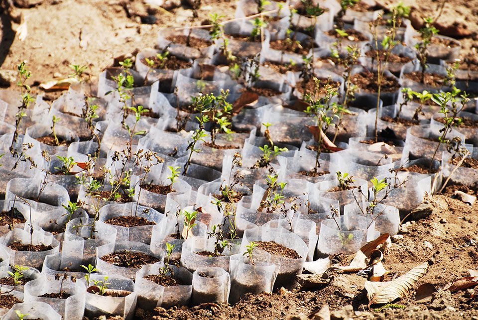 Seedling trees ready for planting