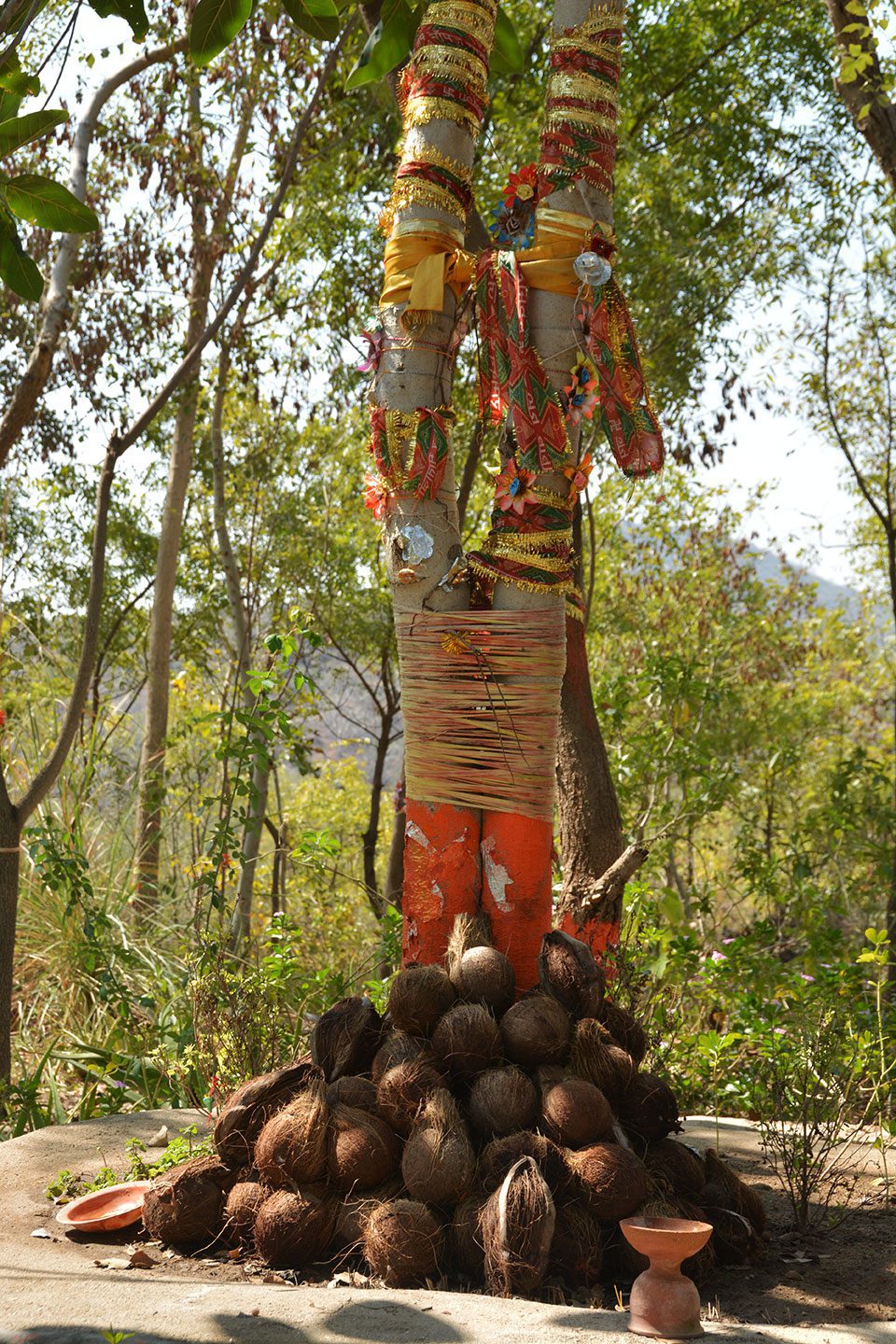 The original tree planted by Piplantri Paliwal