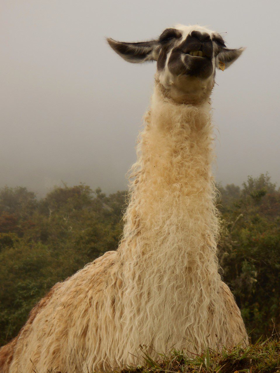 Close up of a smiling llama