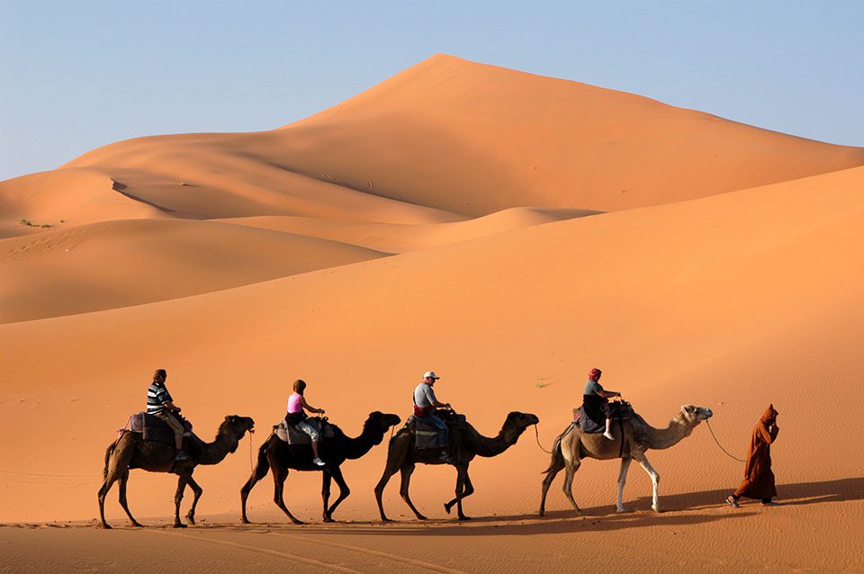 Camels carrying tourists across Sahara Desert