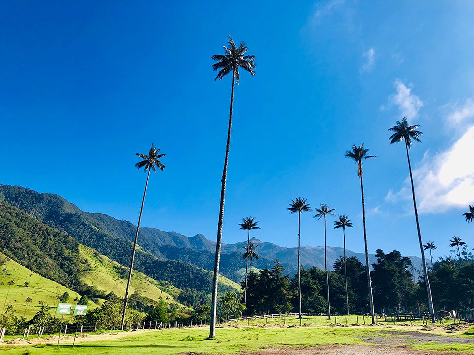Cocora Valley in the sun