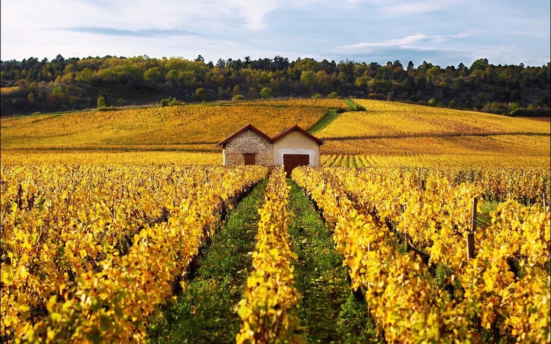 Ann Mah’s Suspenseful Novel “The Lost Vintage” Takes us to the Vineyards of France