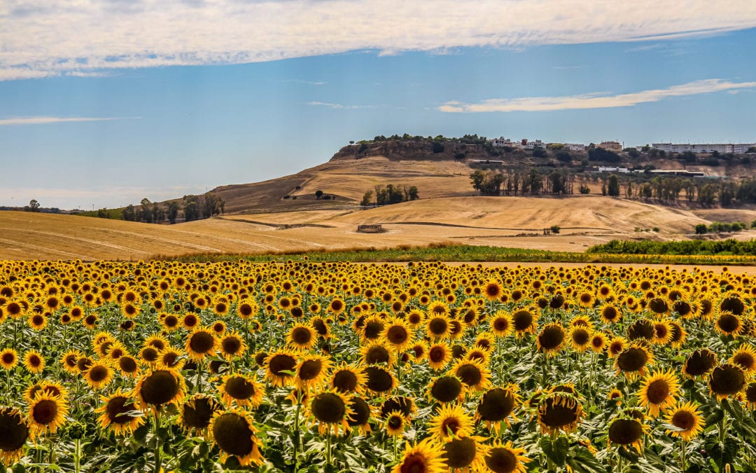 Chris Stewart’s Memoir “Driving Over Lemons”: A Rugged, Enchanting Adventure in Southern Spain