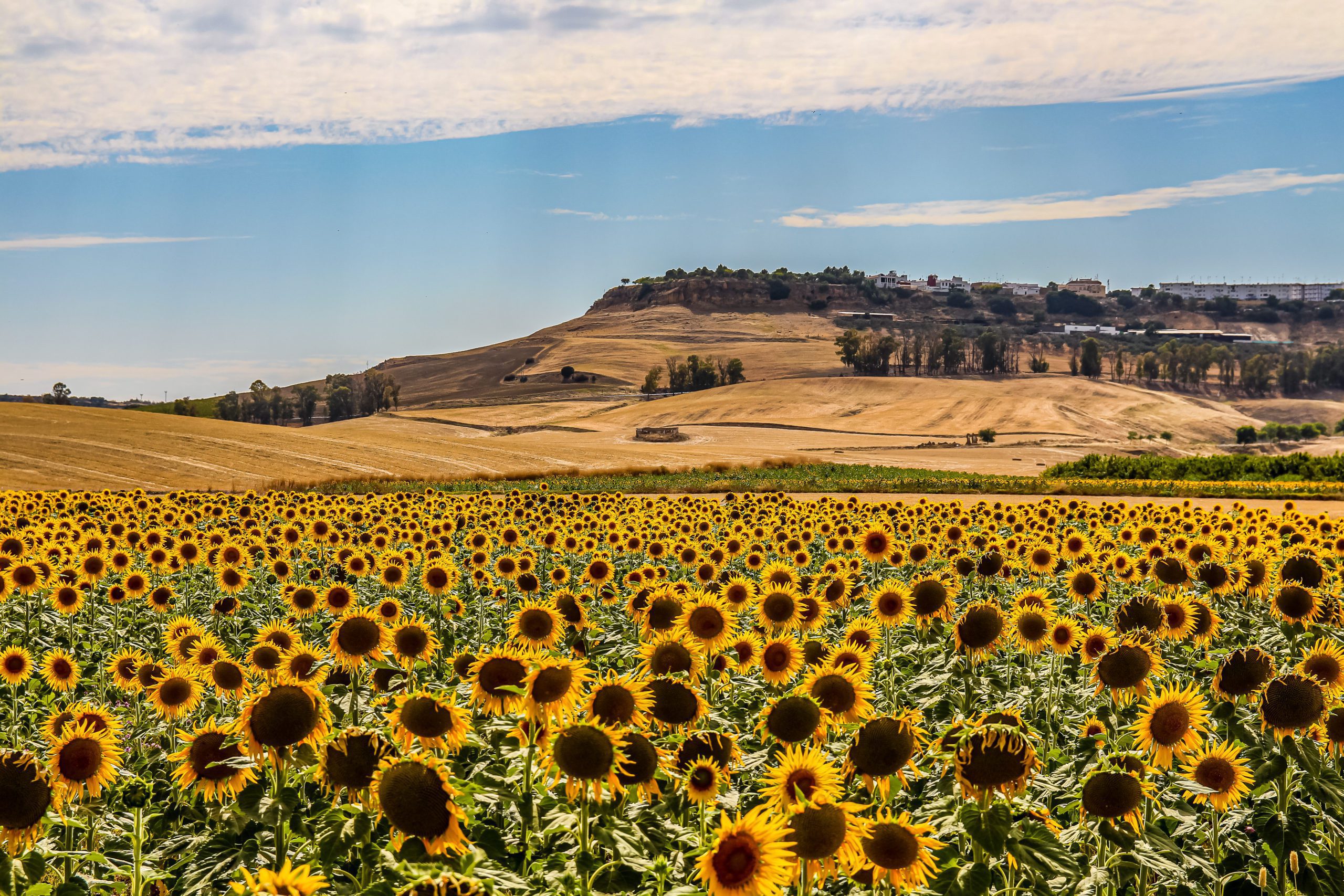 Sunflower fields in Spain
