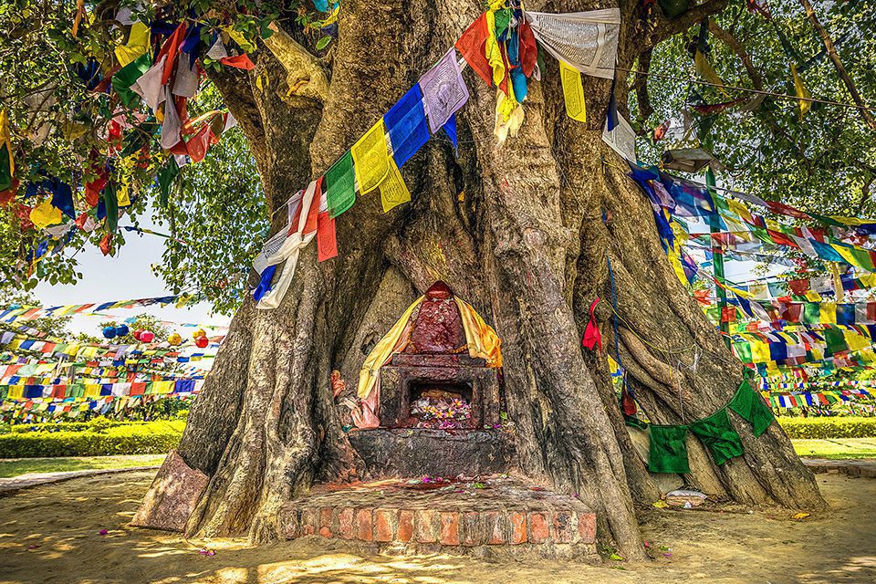 Holy tree with a Buddhist temple, Lumbini, Nepal