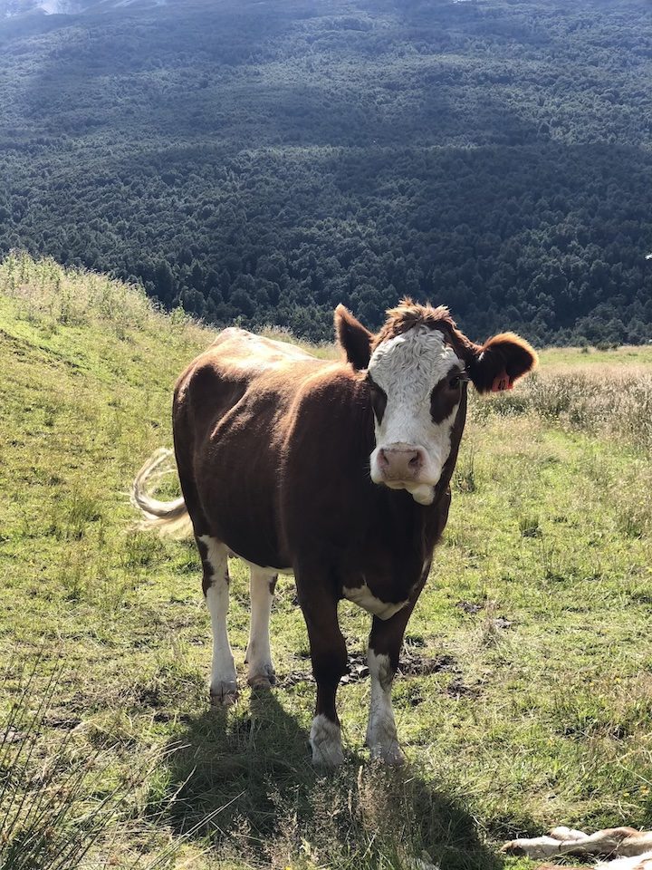 A moment of shared grief with this cow, whose dead calf is seen in the foreground of this photo, was one of the most quietly powerful moments of a trip filled with big thrills