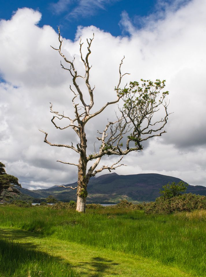 A twisted tree sits at the base of Muckross Lake in Killarney National Park