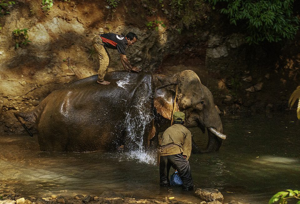 Mahouts washing an elephant