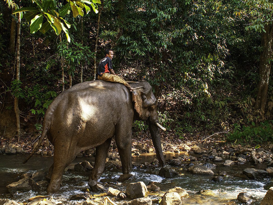 Crossing the river with a mahout, or an elephant rider