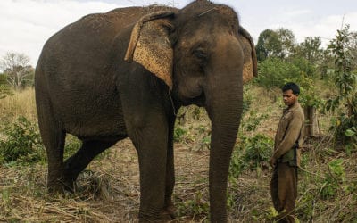 Walking With the Elephants in Cambodia: An Experience Not Soon Forgotten