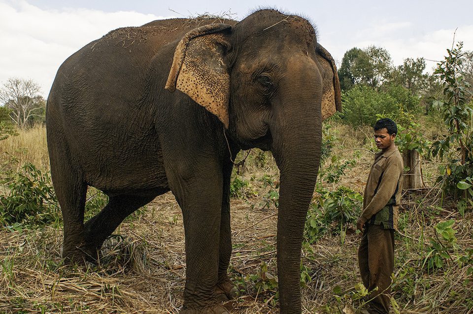 unknown giant animal in africa