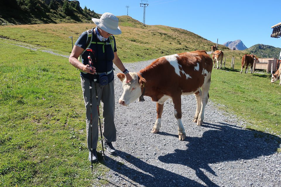 Pauline greeting a cow in Lenk-im-Simmental, Switzerland