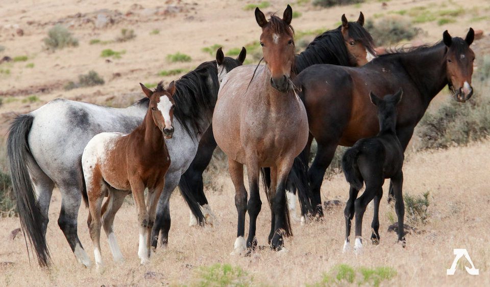A group of wild horses of Nevada