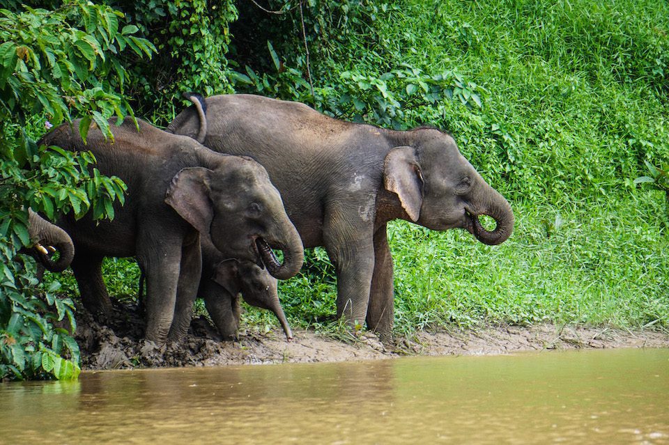 A herd of pygmy elephants approaches the Kinabatangan River