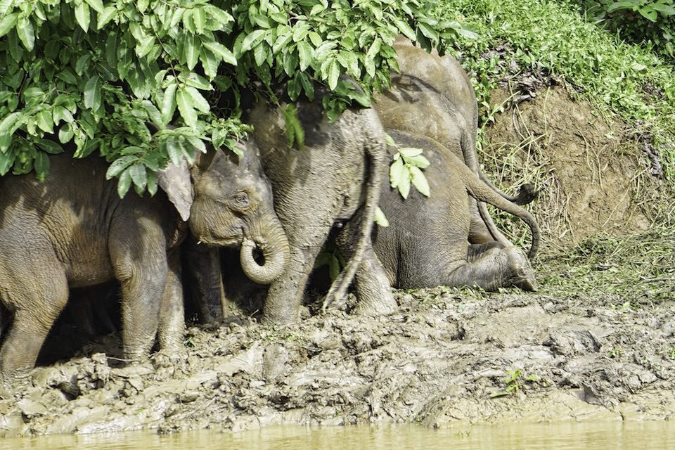 Pygmy elephants enjoying a mud bath