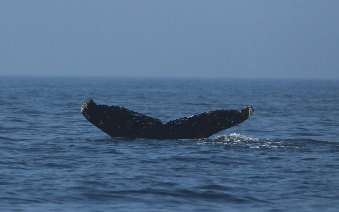 Women’s Travel Tip: Whale Watching in BC
