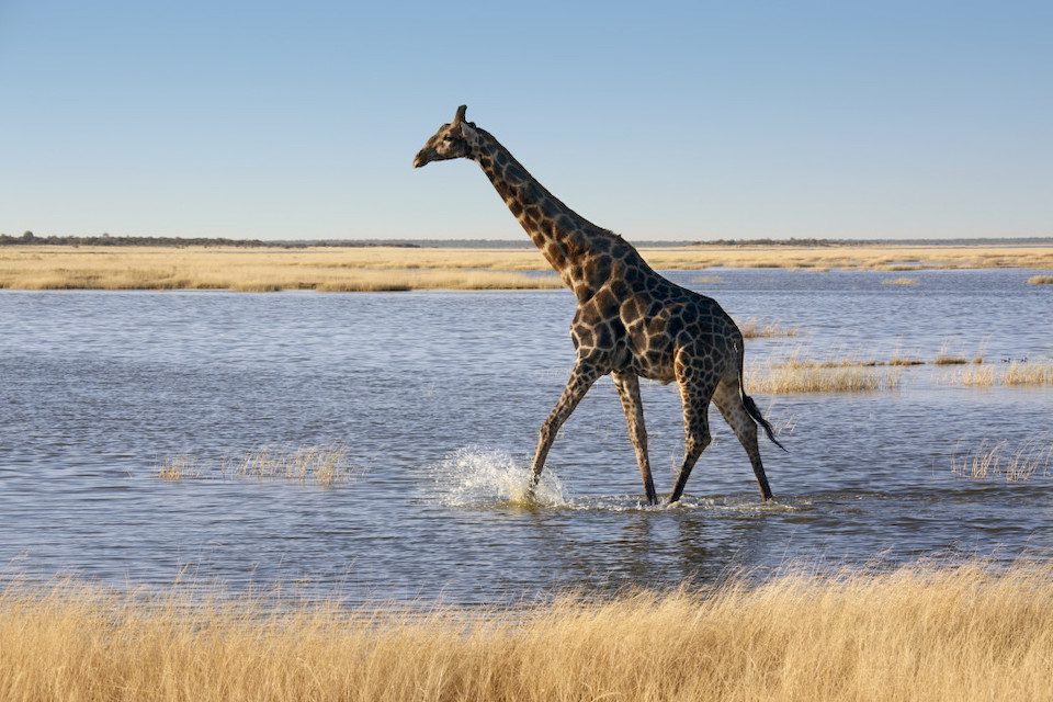 A giraffe crossing a flooded salt pan in Etosha National Park in Namibia.