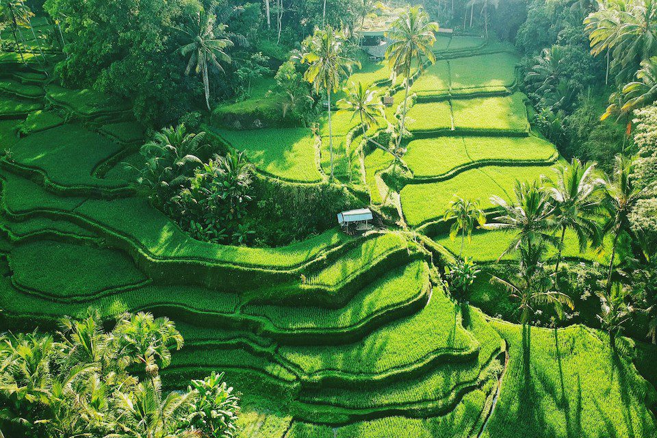 Rice field in Tegallalang, Bali 