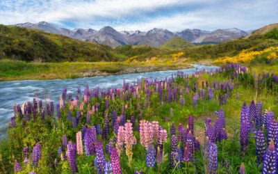 Five Great Books to Inspire Travel to New Zealand