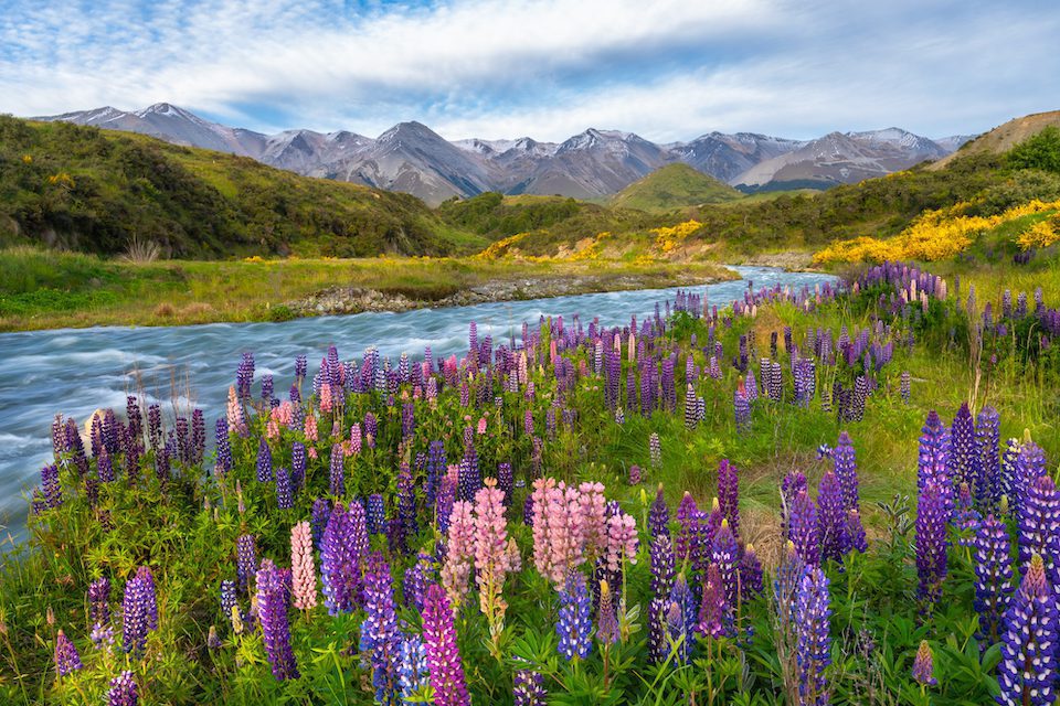 Lupins along the edge of a mountain stream in Castle Hill, New Zealand