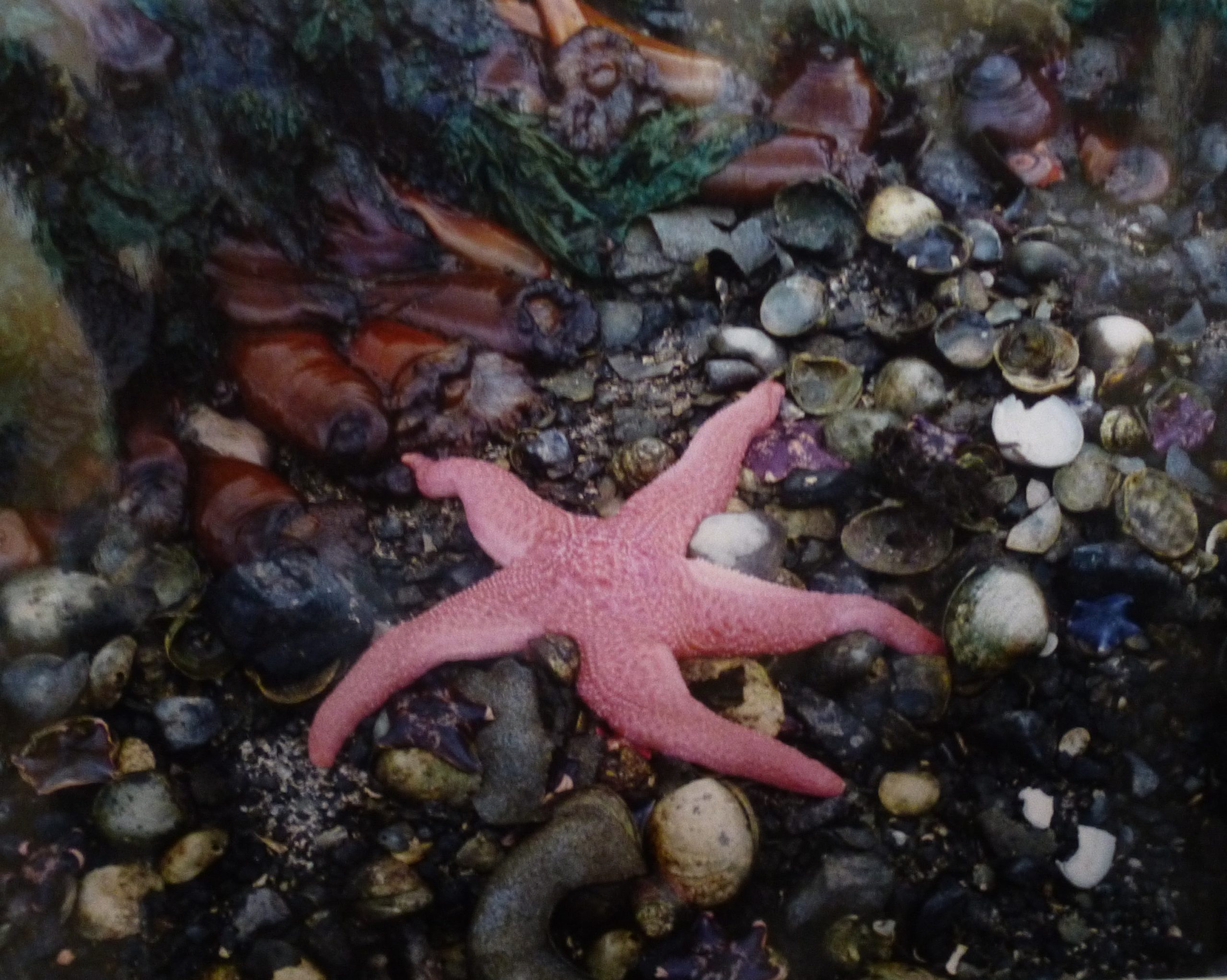 pink starfish in the water