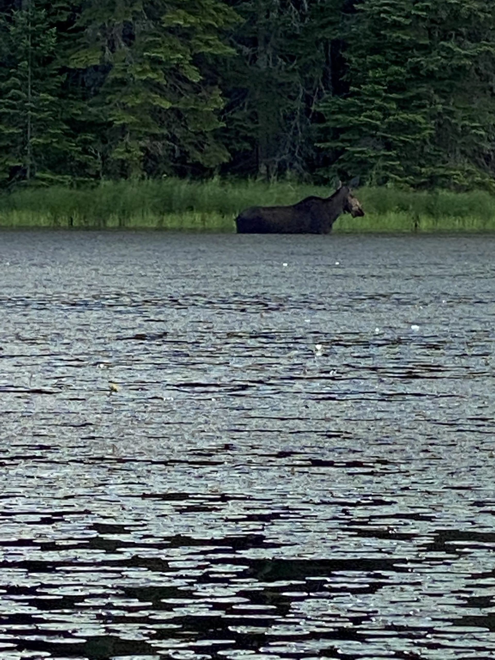 moose in water