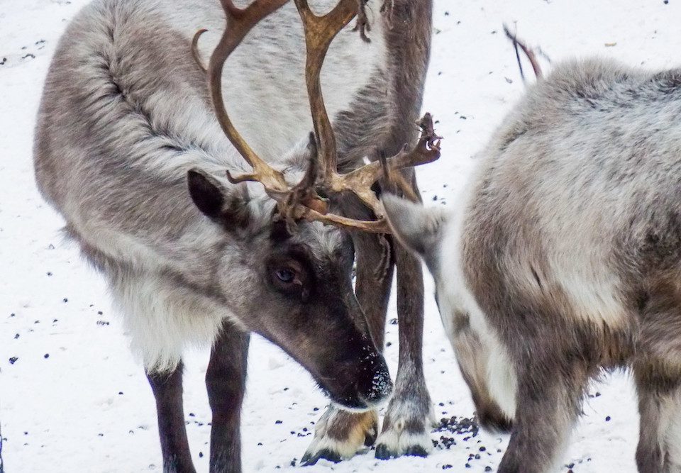 Two caribou standing on snow in the Northwest Territories