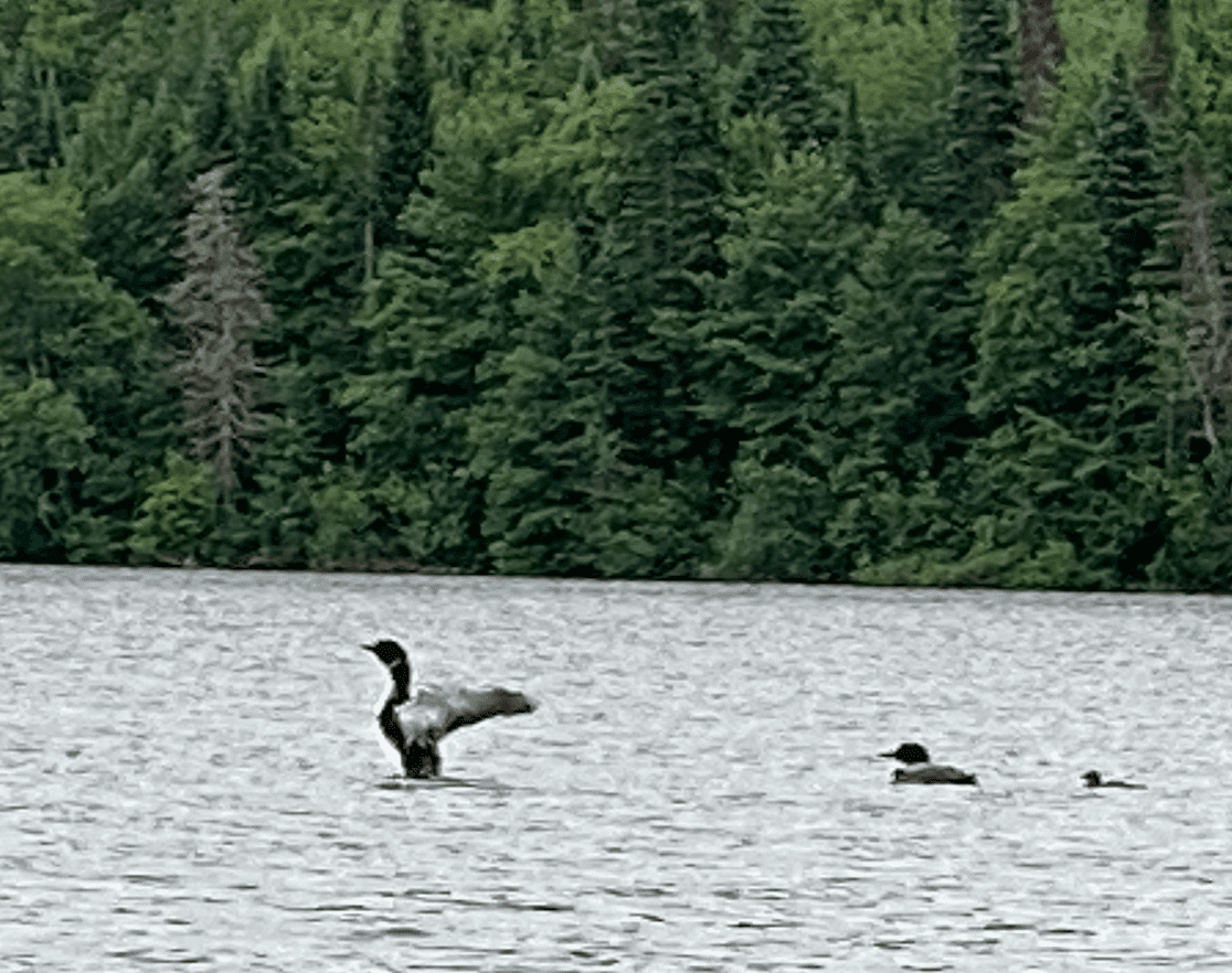 loons in water