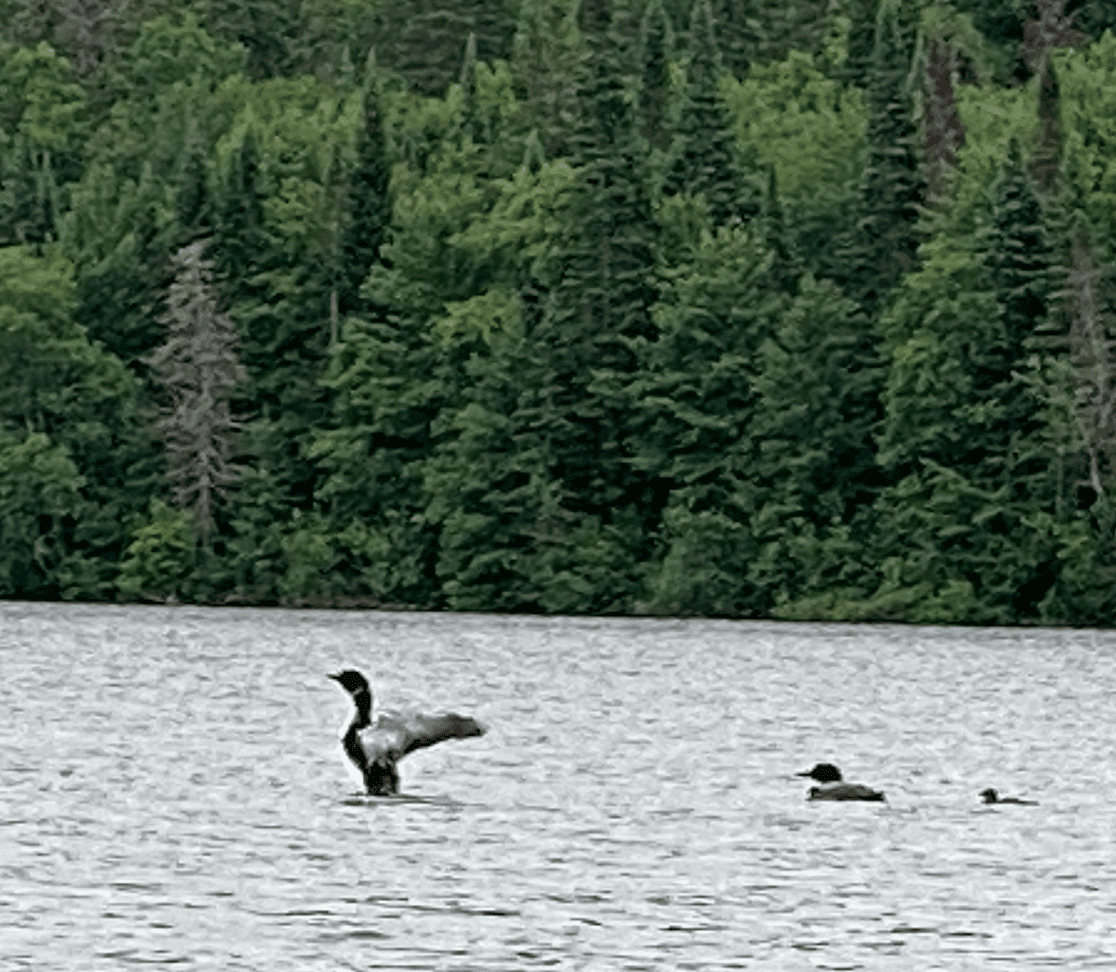 loons in water